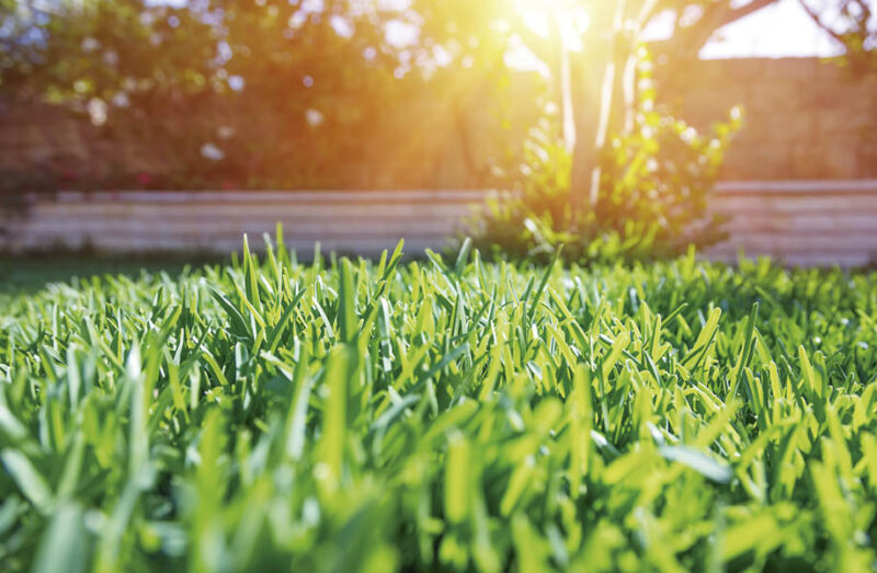 Preparamos el césped para el otoño - Revista Urban Style